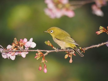 メジロ 行徳野鳥保護区 2021年2月13日(土)