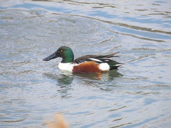 Northern Shoveler 山崎川中流域 Sat, 2/13/2021