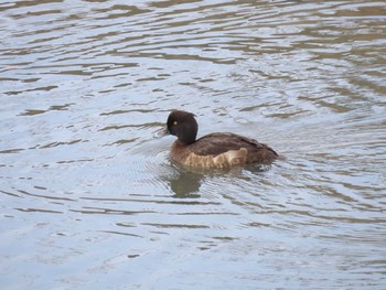 Tufted Duck 山崎川中流域 Sat, 2/13/2021