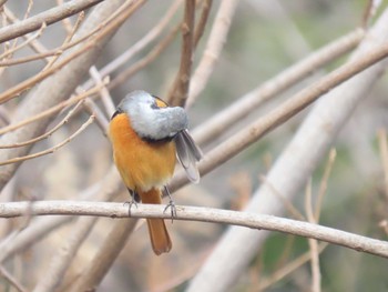 Daurian Redstart 山崎川中流域 Sat, 2/13/2021