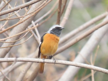 Daurian Redstart 山崎川中流域 Sat, 2/13/2021