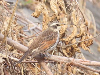 Dusky Thrush 山崎川中流域 Sat, 2/13/2021