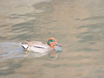 Eurasian Teal 山崎川中流域 Sat, 2/13/2021