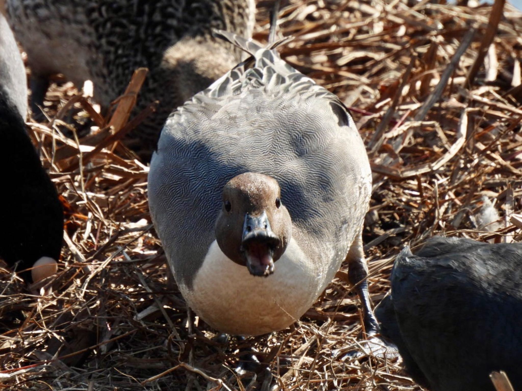 オナガガモ