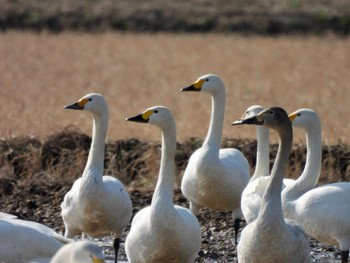 2021年2月13日(土) 湖北湖岸の野鳥観察記録