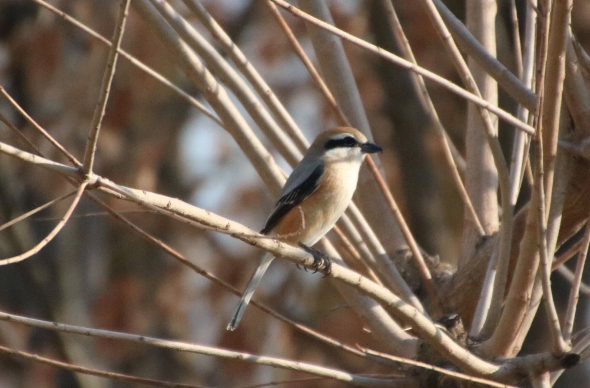 Photo of Bull-headed Shrike at 恩智川治水緑地 by Mariko N