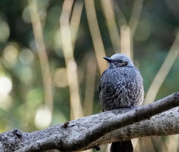 2021年3月27日(土) 葛西臨海公園の野鳥観察記録