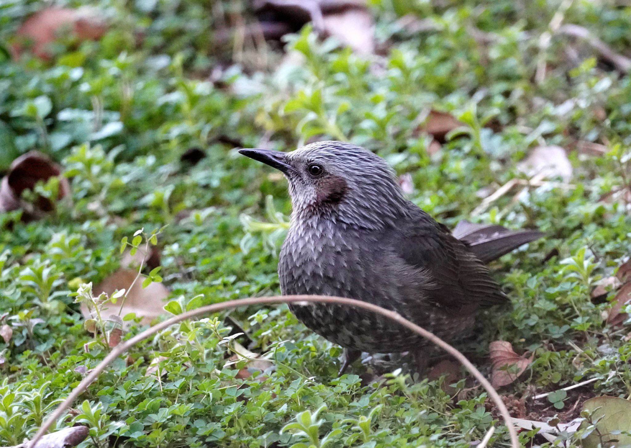 Photo of Brown-eared Bulbul at Kasai Rinkai Park by sota