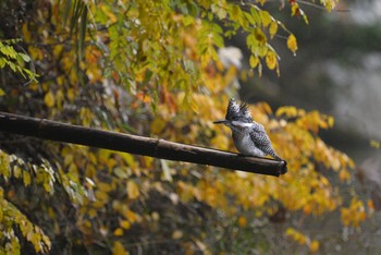 Crested Kingfisher Unknown Spots Sat, 11/19/2016