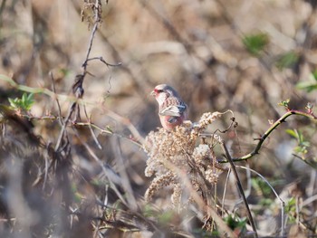 Siberian Long-tailed Rosefinch きずきの森(北雲雀きずきの森) Sat, 2/13/2021