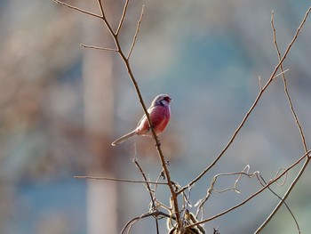 Siberian Long-tailed Rosefinch きずきの森(北雲雀きずきの森) Sat, 2/13/2021