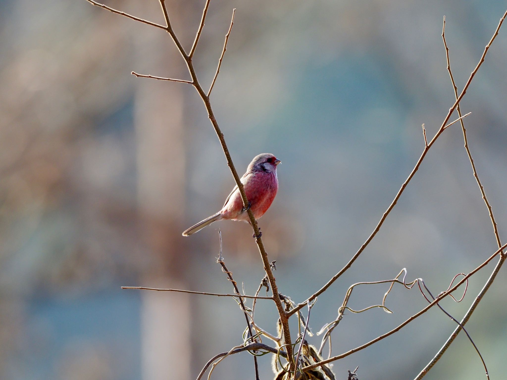 Photo of Siberian Long-tailed Rosefinch at きずきの森(北雲雀きずきの森) by speedgame