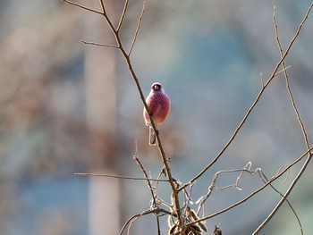 Siberian Long-tailed Rosefinch きずきの森(北雲雀きずきの森) Sat, 2/13/2021