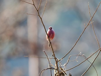 ベニマシコ きずきの森(北雲雀きずきの森) 2021年2月13日(土)