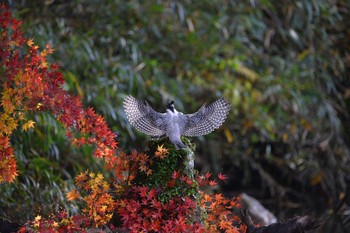 Crested Kingfisher Unknown Spots Tue, 11/22/2016