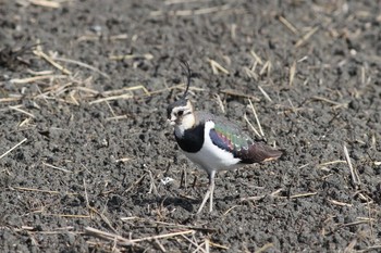 Sat, 2/6/2021 Birding report at Gonushi Coast