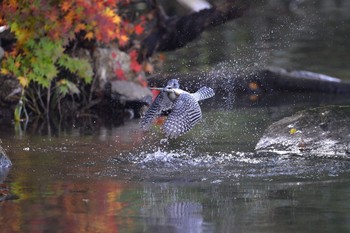 Crested Kingfisher Unknown Spots Mon, 11/28/2016