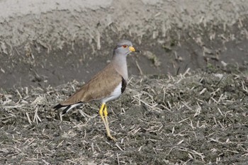 2021年2月13日(土) 五主海岸の野鳥観察記録