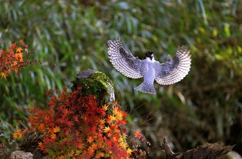 Crested Kingfisher Unknown Spots Tue, 11/29/2016