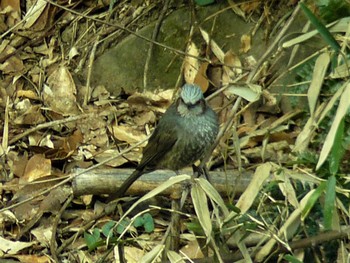 2021年2月13日(土) 衣笠山公園の野鳥観察記録