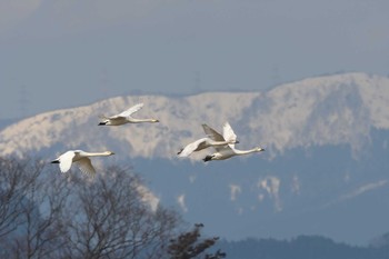 コハクチョウ 滋賀県湖北 2021年2月13日(土)