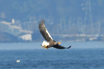 オオワシ 滋賀県湖北 2021年2月13日(土)