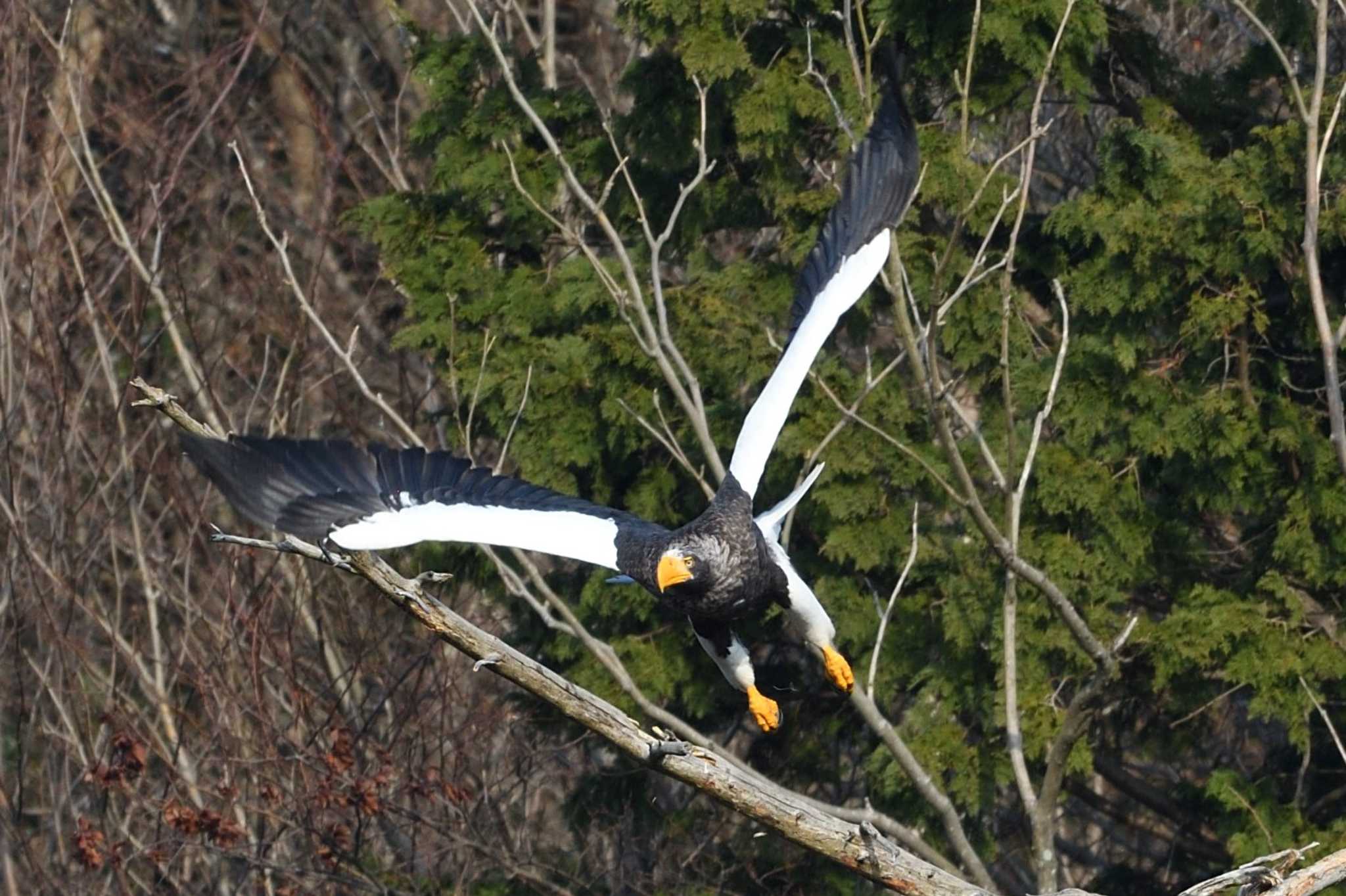 滋賀県湖北 オオワシの写真 by 元気くんの探鳥