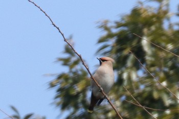 2021年2月13日(土) 東高根森林公園の野鳥観察記録