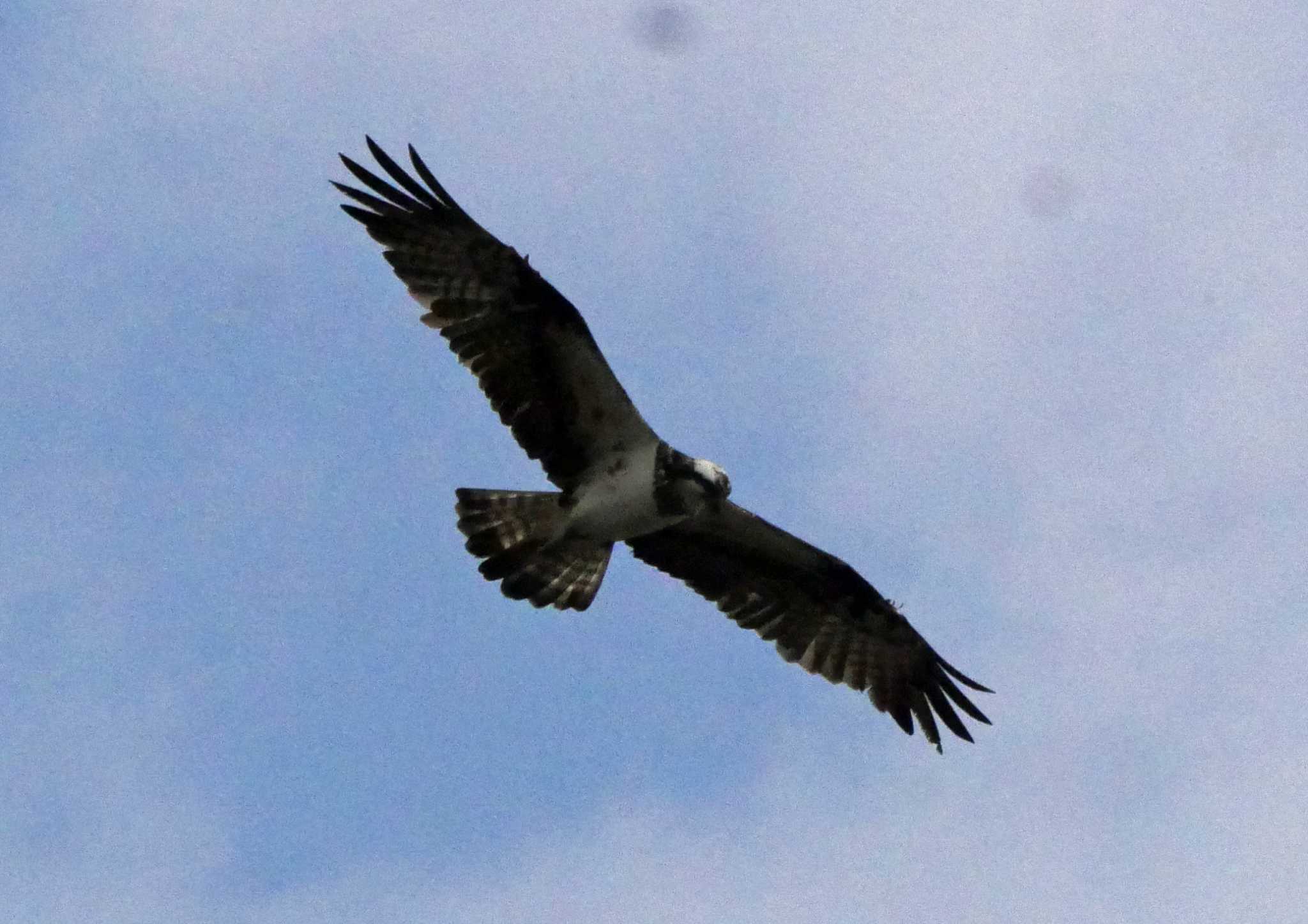 佐鳴湖 ミサゴの写真 by Chacoder