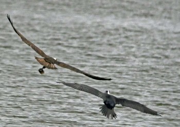 Osprey 佐鳴湖 Sat, 2/13/2021