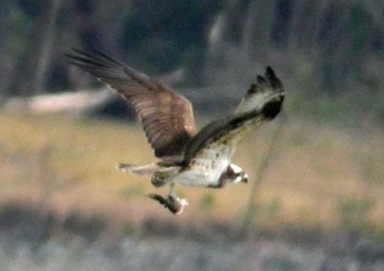 Osprey 佐鳴湖 Sat, 2/13/2021