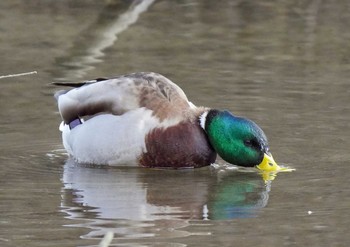 マガモ 佐鳴湖 2021年2月13日(土)