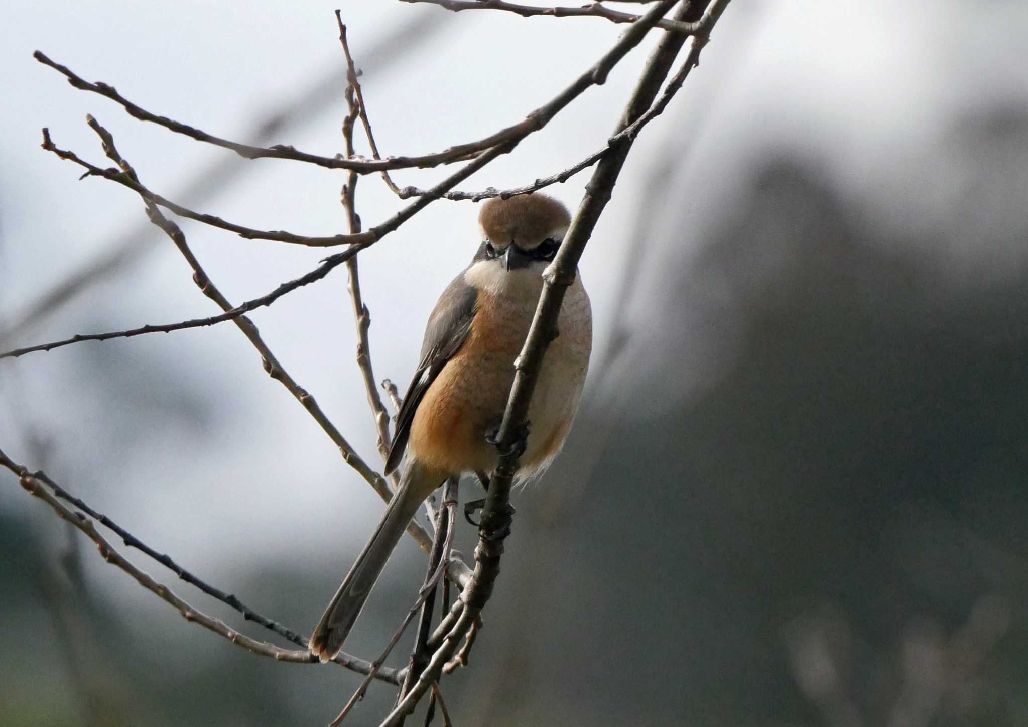 佐鳴湖 モズの写真 by Chacoder