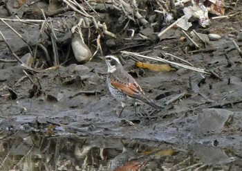 ツグミ 佐鳴湖 2021年2月13日(土)