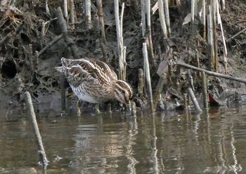 Common Snipe 佐鳴湖 Sat, 2/13/2021