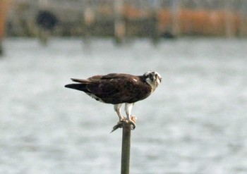 ミサゴ 佐鳴湖 2021年2月13日(土)