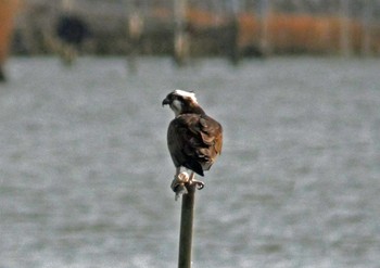 ミサゴ 佐鳴湖 2021年2月13日(土)