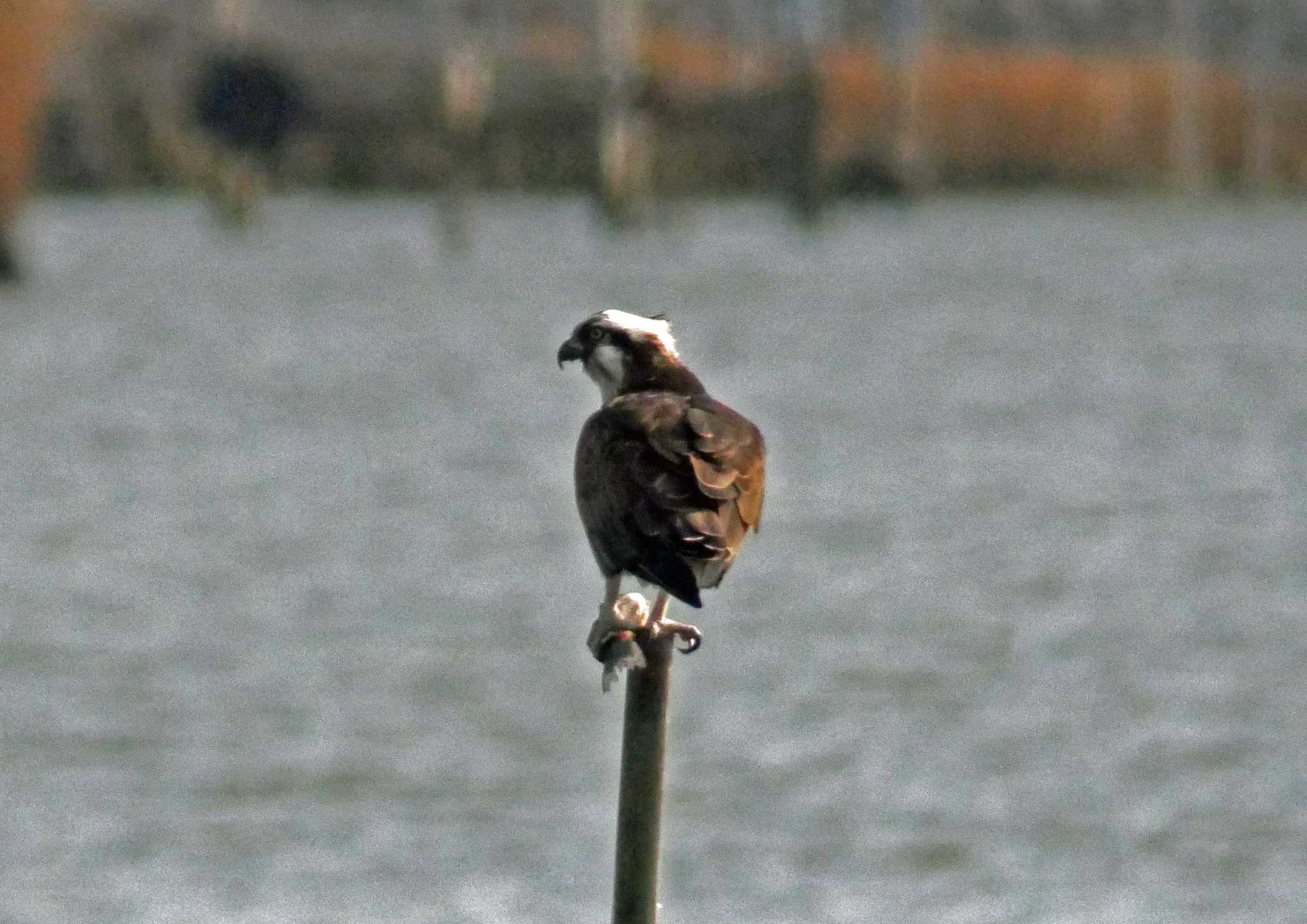 佐鳴湖 ミサゴの写真 by Chacoder