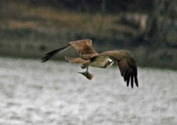 ミサゴ 佐鳴湖 2021年2月13日(土)