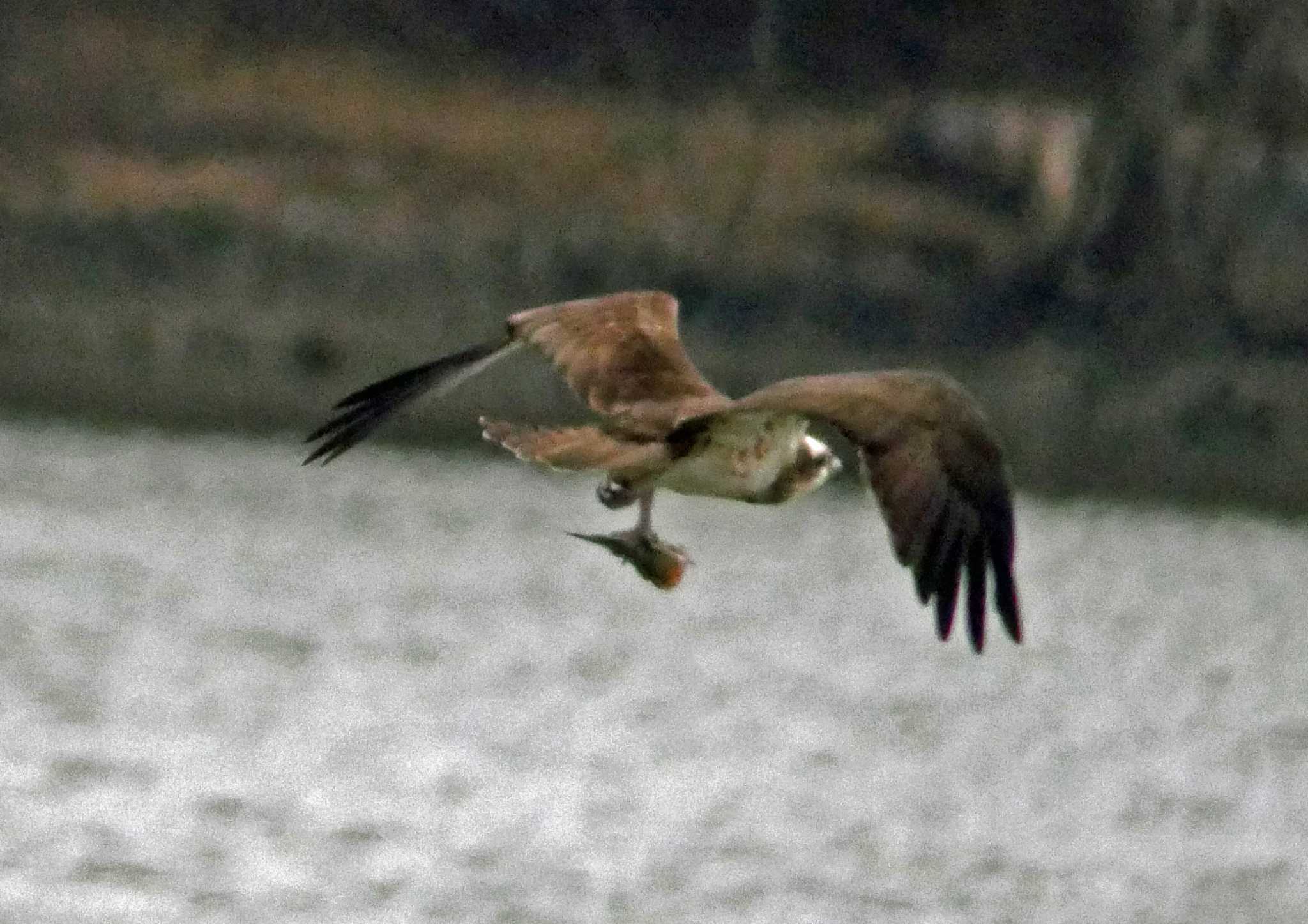 佐鳴湖 ミサゴの写真 by Chacoder