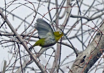 メジロ 佐鳴湖 2021年2月13日(土)