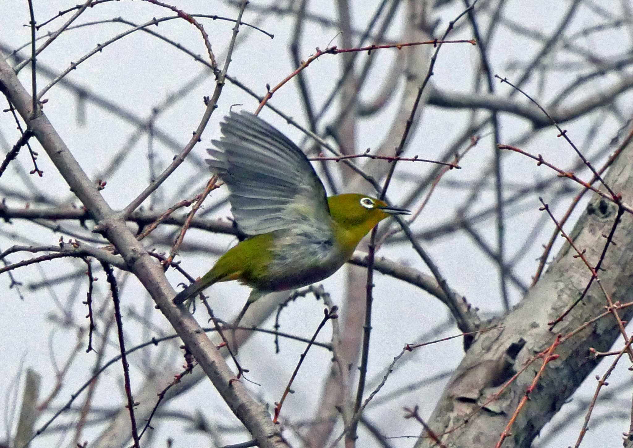 佐鳴湖 メジロの写真 by Chacoder