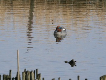 コガモ 佐鳴湖 2021年2月13日(土)