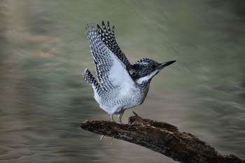 Crested Kingfisher Unknown Spots Sun, 2/15/2015