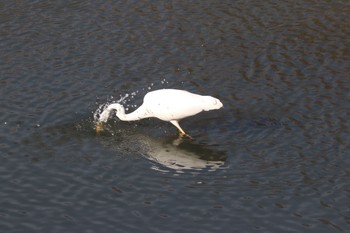 2021年2月13日(土) 奈良山公園の野鳥観察記録