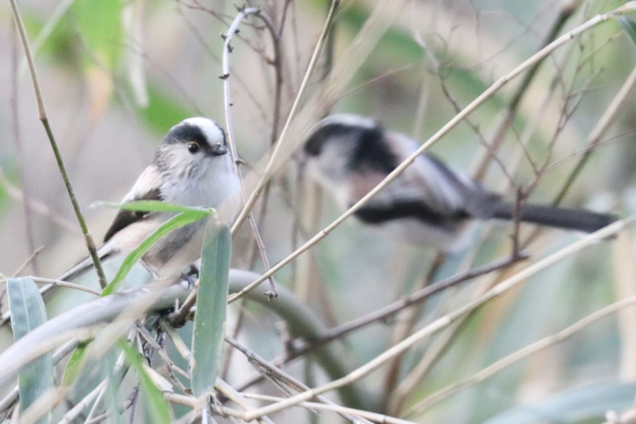 奈良山公園 エナガの写真