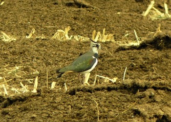 2021年2月12日(金) 平塚田んぼの野鳥観察記録