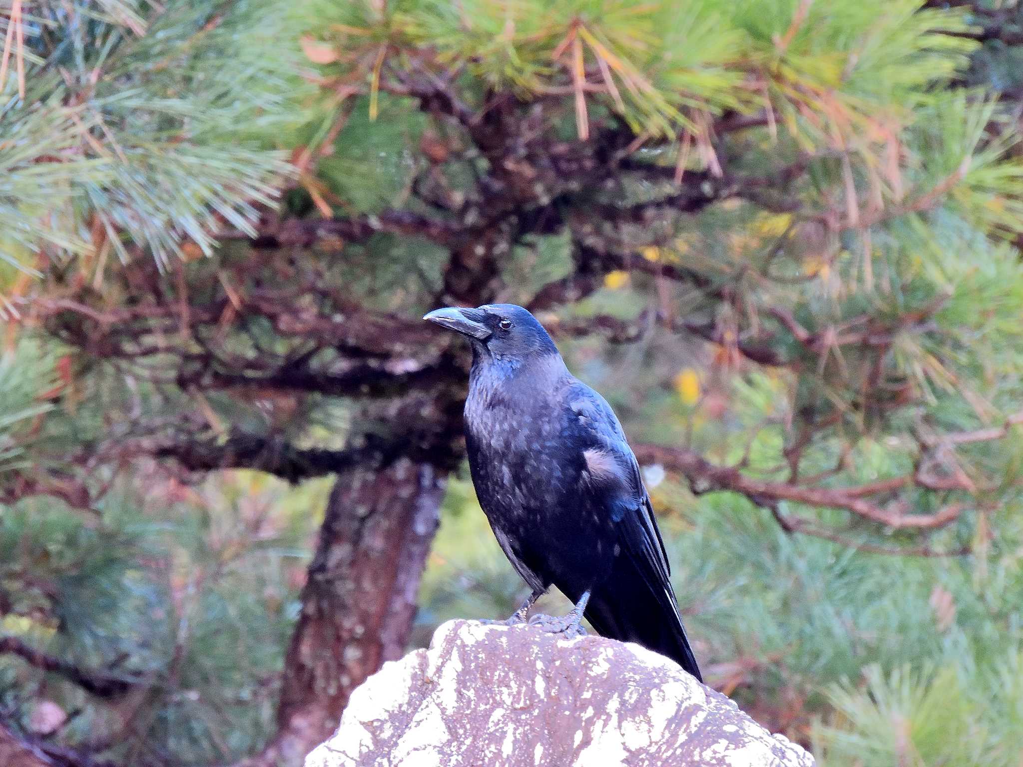 愛知県森林公園 ワタリガラスの写真