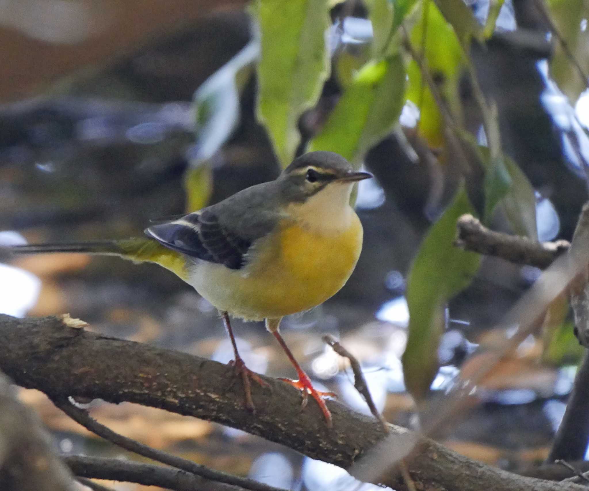 Photo of Grey Wagtail at 桶ケ谷沼 by Chacoder