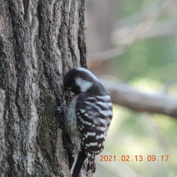 Japanese Pygmy Woodpecker Hibiya Park Sat, 2/13/2021